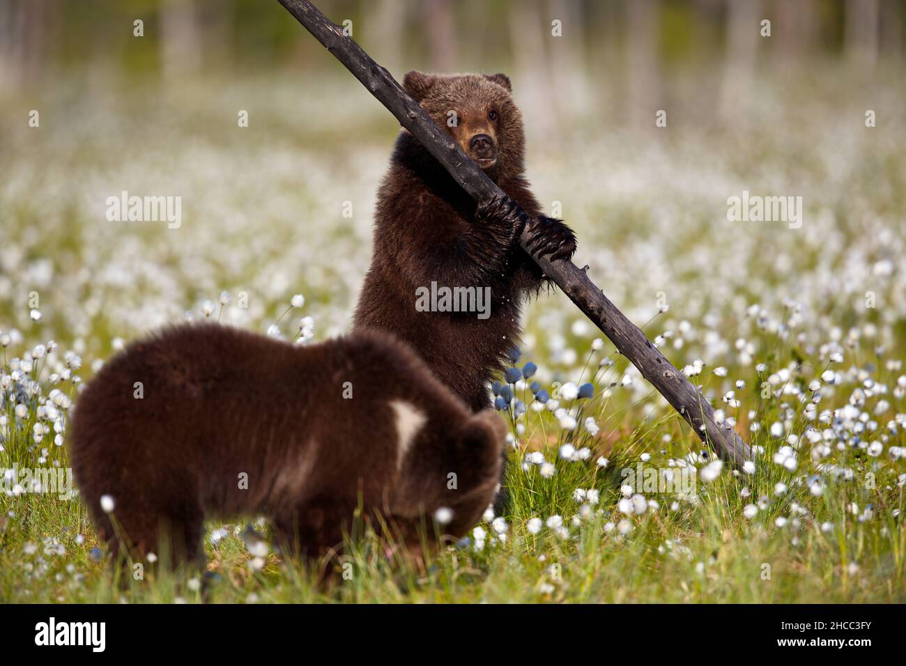 Kleine Braunbären im Wald in Finnland Stockfoto