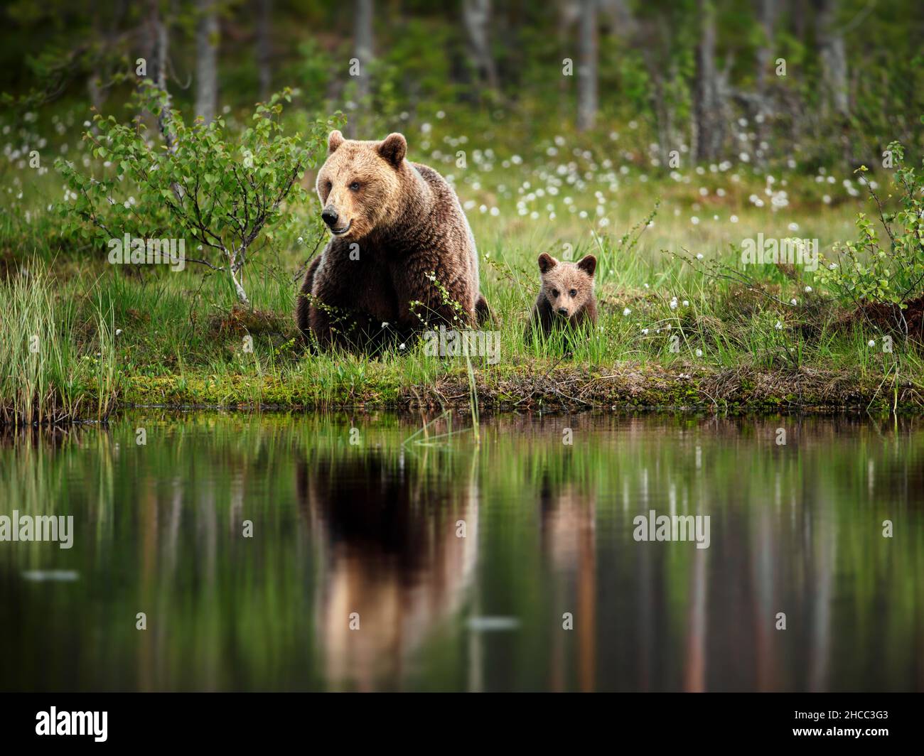 Grizzly-Bär und sein Kind sitzen am Ufer eines Teiches in einem Wald in Finnland Stockfoto