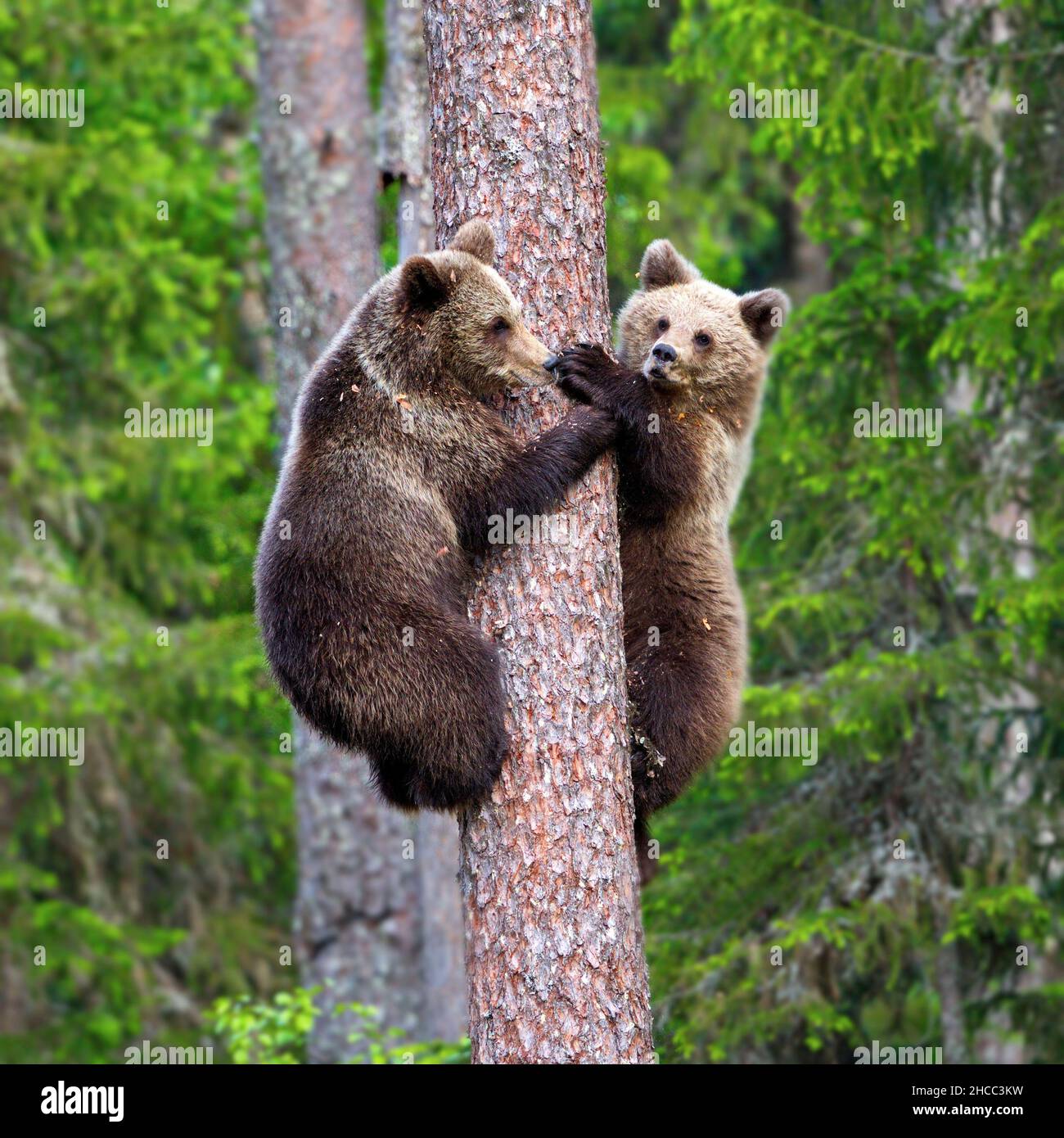 Nahaufnahme von Grizzlybären auf einem Baum in einem Wald in Finnland mit verschwommenem Hintergrund Stockfoto