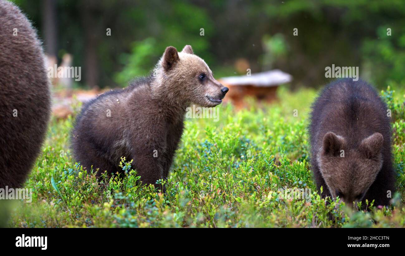 Niedliche zwei Baby-Braunbären auf einem grünen Gras in einem Wald in Finnland Stockfoto