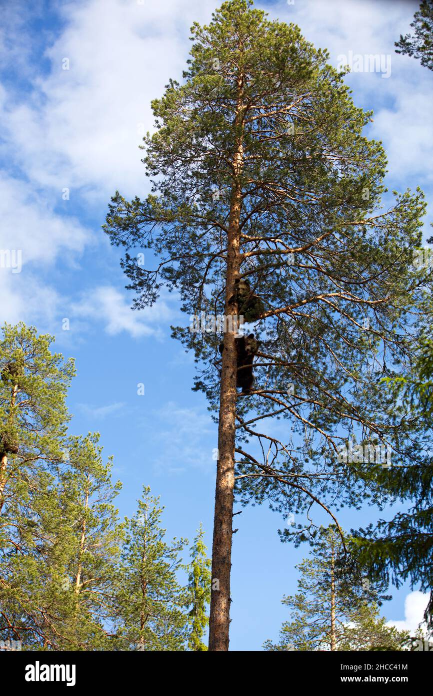 Eine vertikale Aufnahme von zwei Grizzlybären auf einem Baum in einem Wald in Finnland Stockfoto