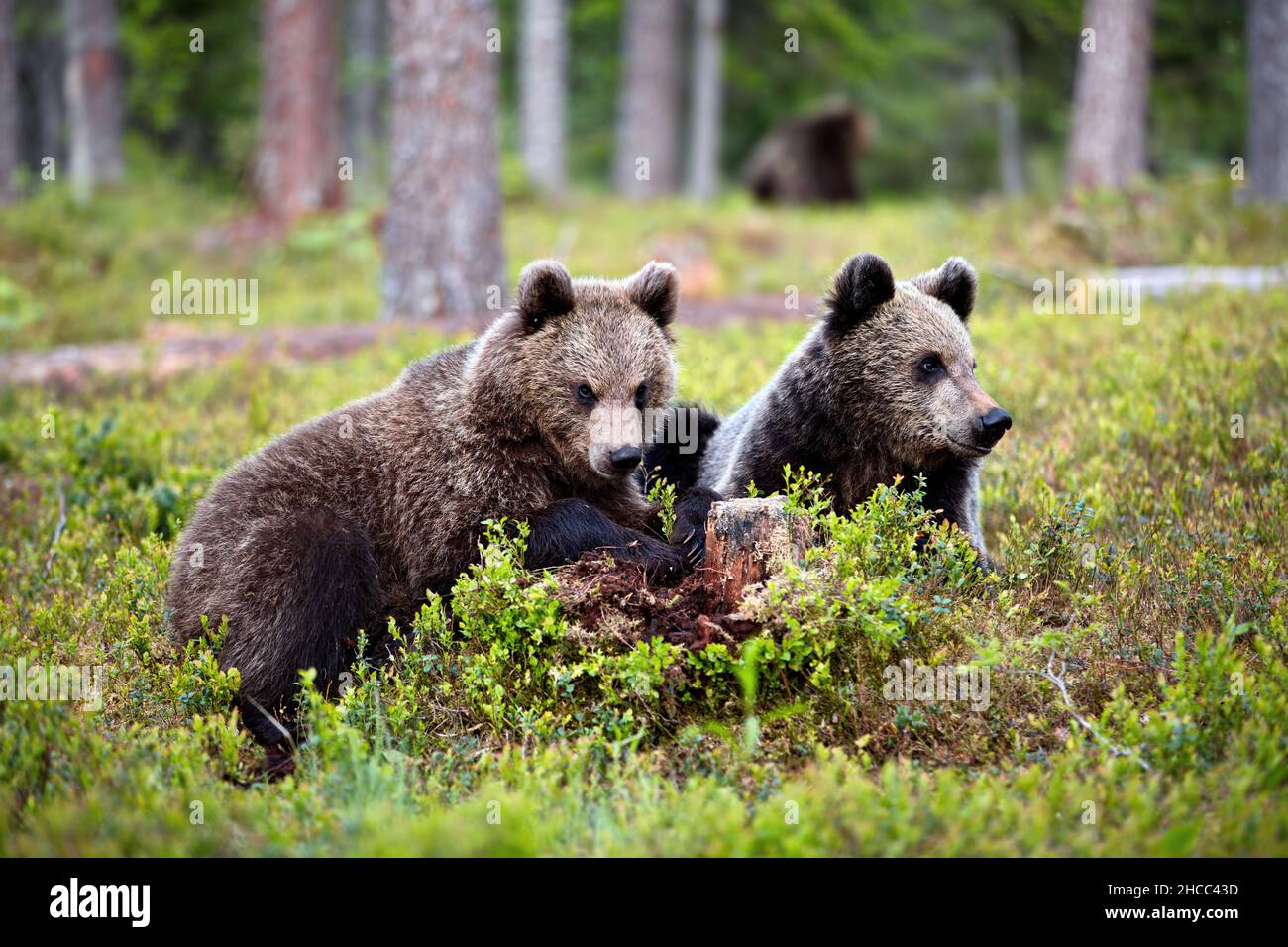 Kleine Braunbären im Wald in Finnland Stockfoto