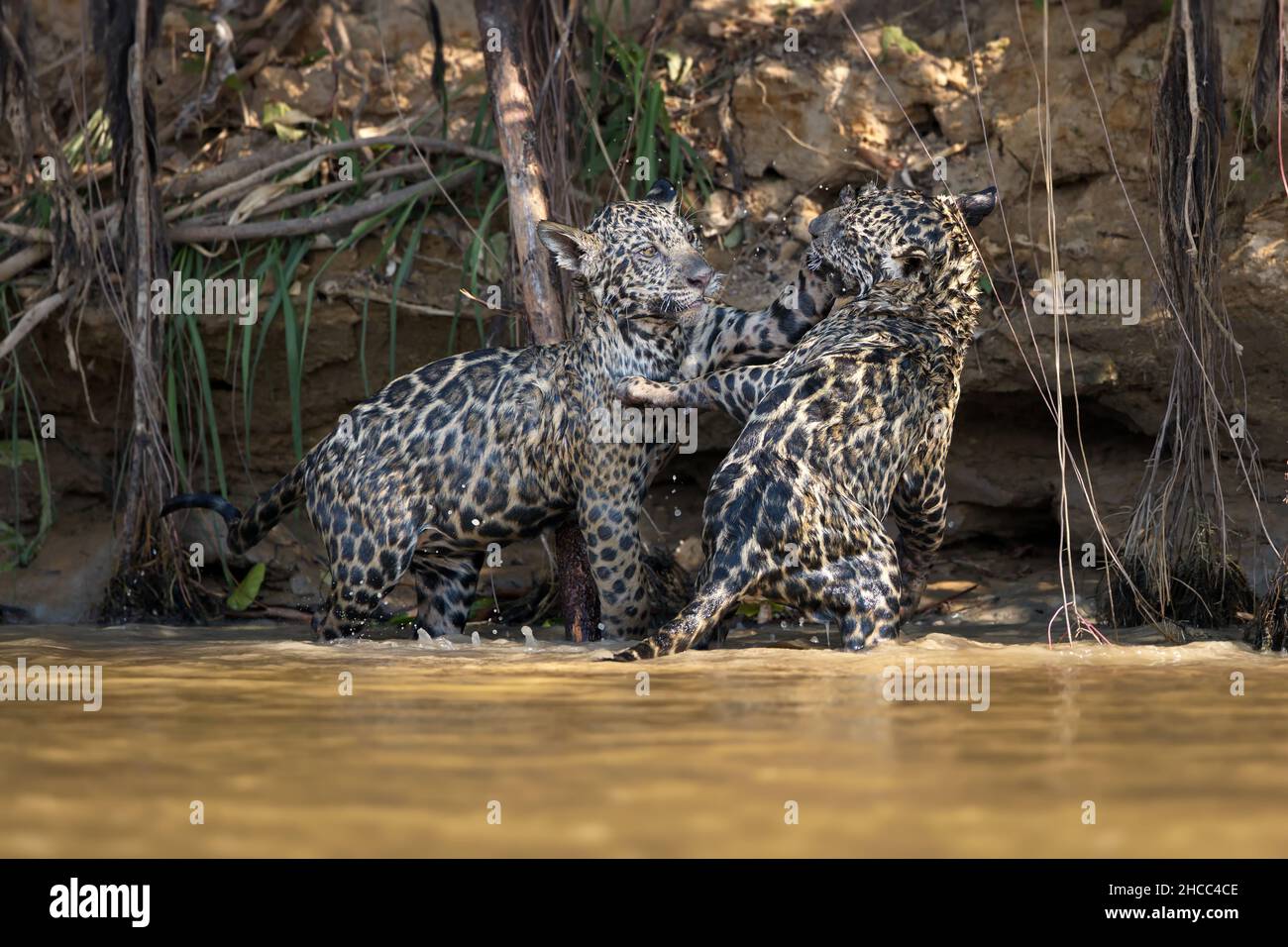 Zwei Leoparden kämpfen im Wasser im Pantanal, Brasilien Stockfoto