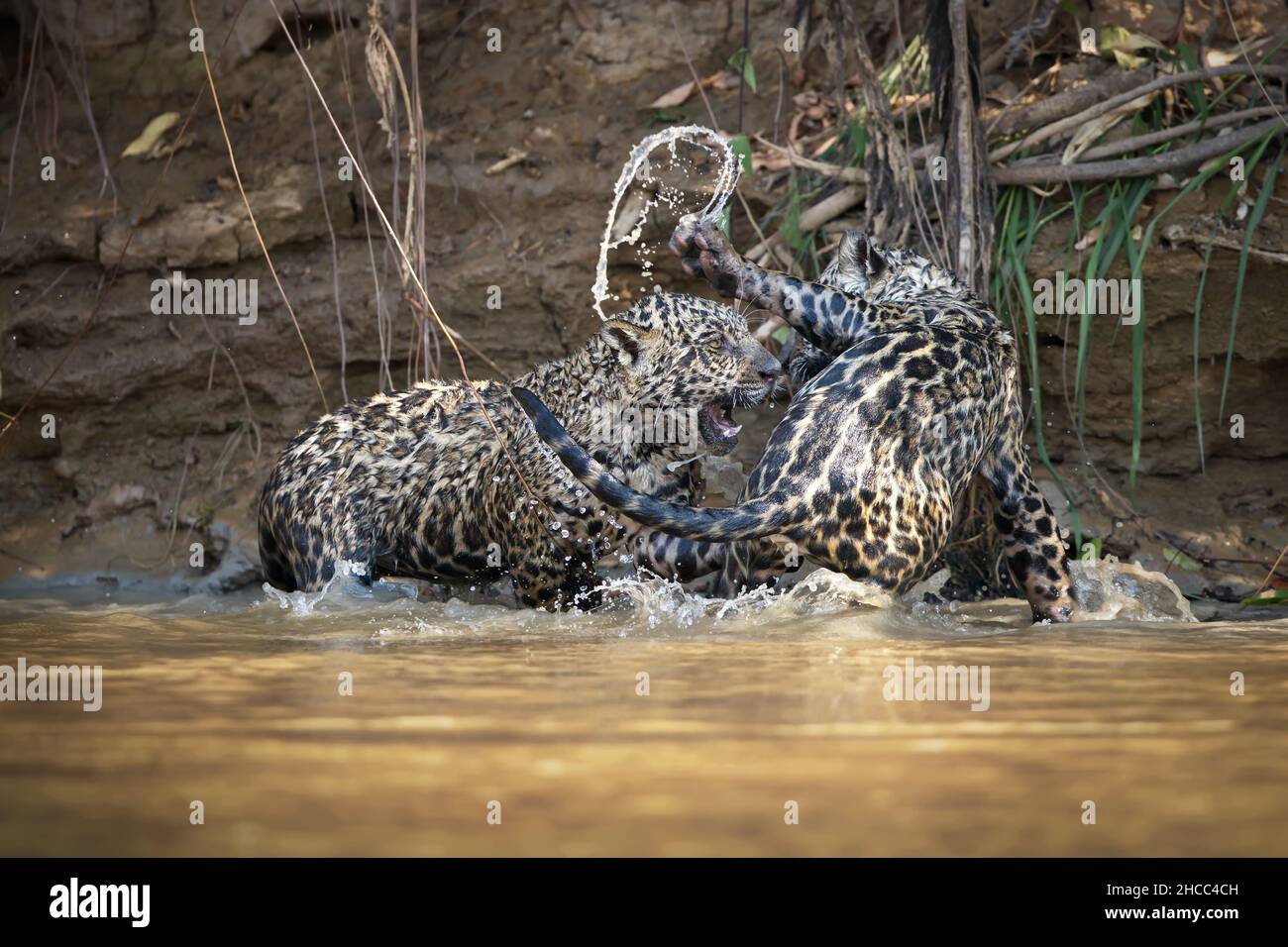 Nahaufnahme von zwei Leoparden, die bei Tageslicht in einem flachen Fluss in Pantanal, Brasilien, kämpfen Stockfoto