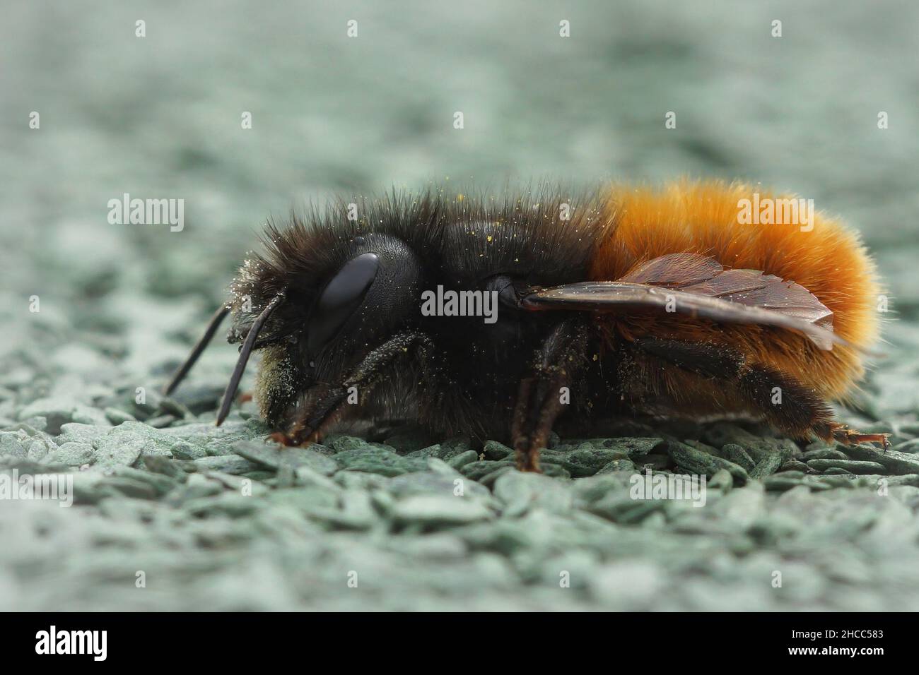 Nahaufnahme einer bunten orangefarbenen und schwarzen gehörnten Maurerbiene, Osmia cornuta Stockfoto