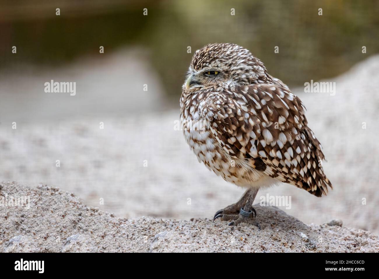 Nahaufnahme einer kleinen Burwing Owl Stockfoto