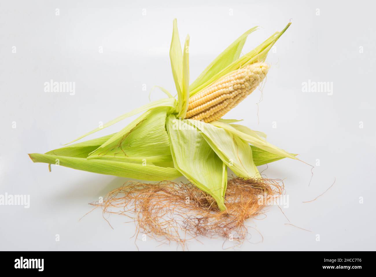 Maiskolben mit seinen Körnern, um Nahrung zuzubereiten Stockfoto