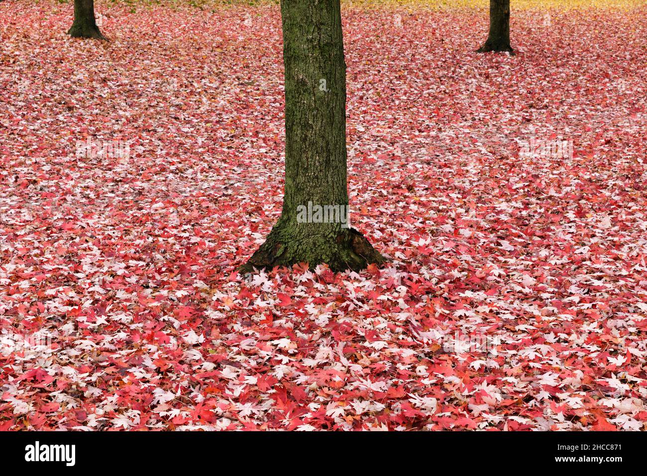 Rote Ahornblätter bedecken den Boden und Baumstämme Stockfoto