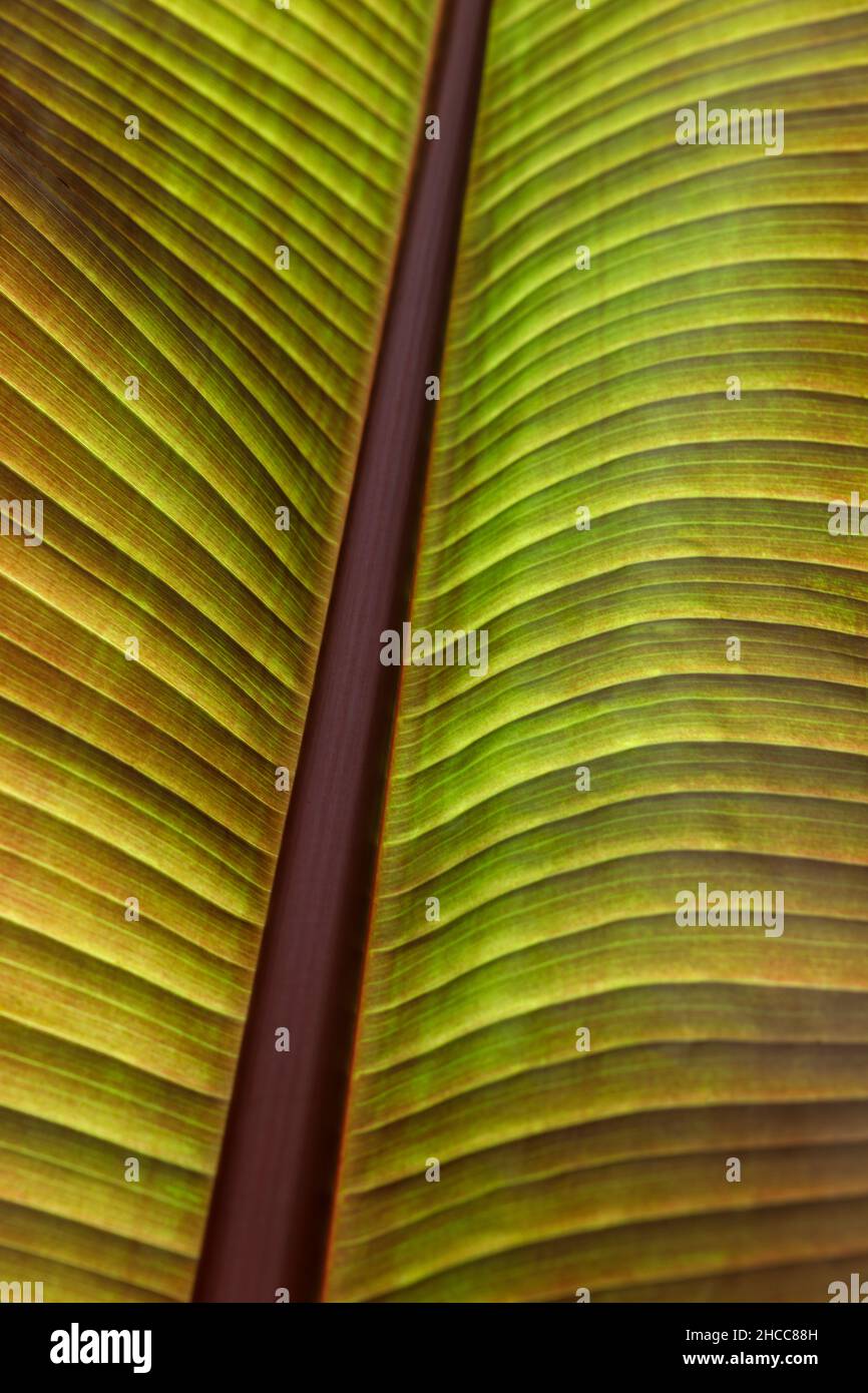 Nahaufnahme eines Bananenblatts und zeigt die Adern des Blattes Stockfoto