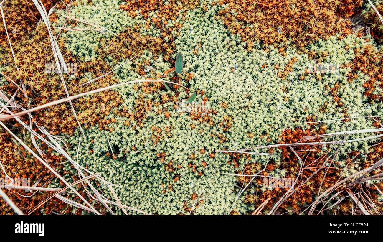 Oranges und grünes Moos wächst zwischen dem trockenen Gras, Draufsicht Stockfoto