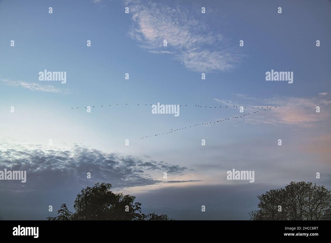 Kraniche bewegen sich in Formation am Himmel. Zugvögel auf dem Darss. 100000 Vögel ziehen jedes Jahr im Herbst von Norden nach Süden und zurück ag Stockfoto