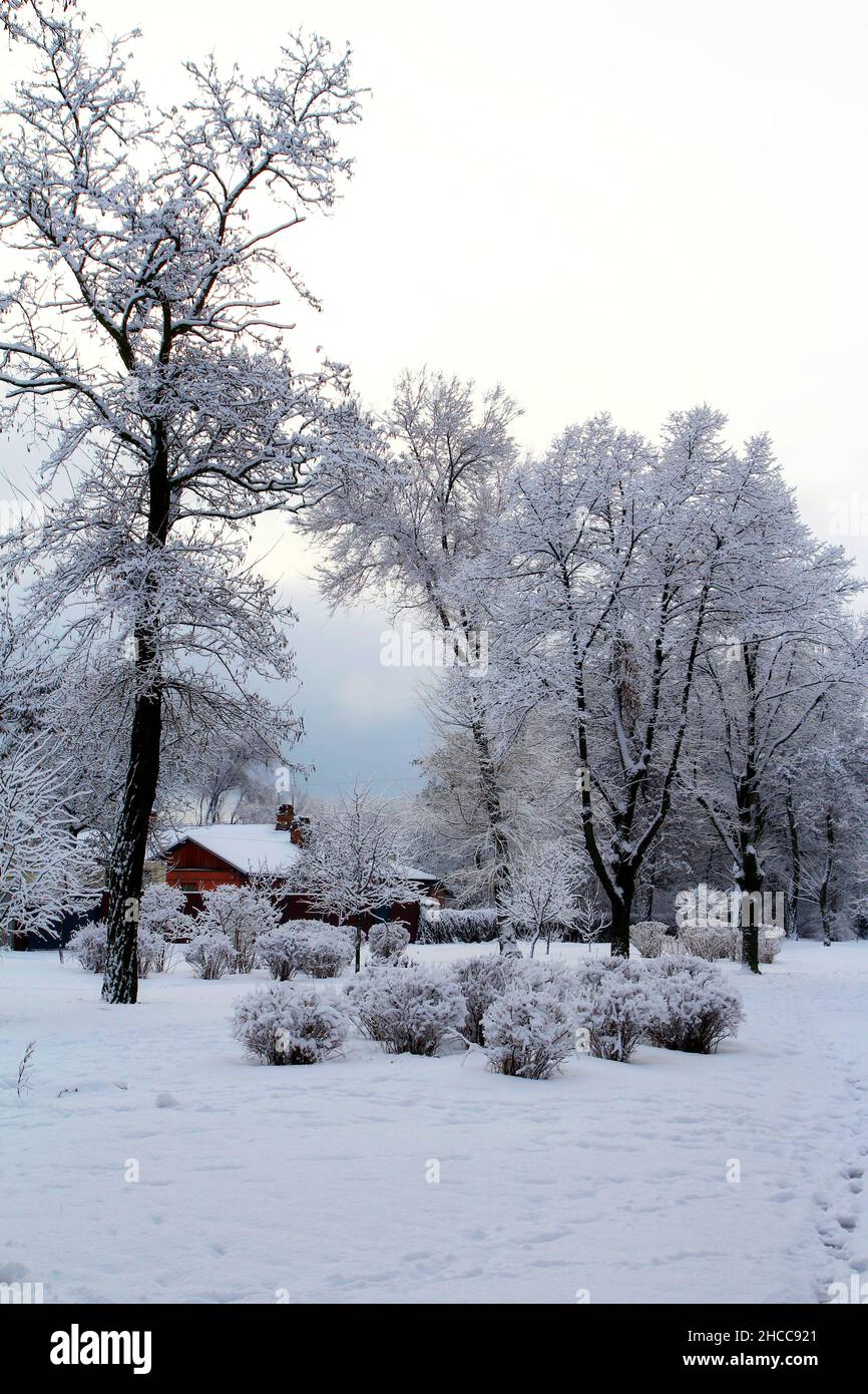 Wintermotiv mit frostbedeckten Bäumen und einem kleinen Haus. Stockfoto