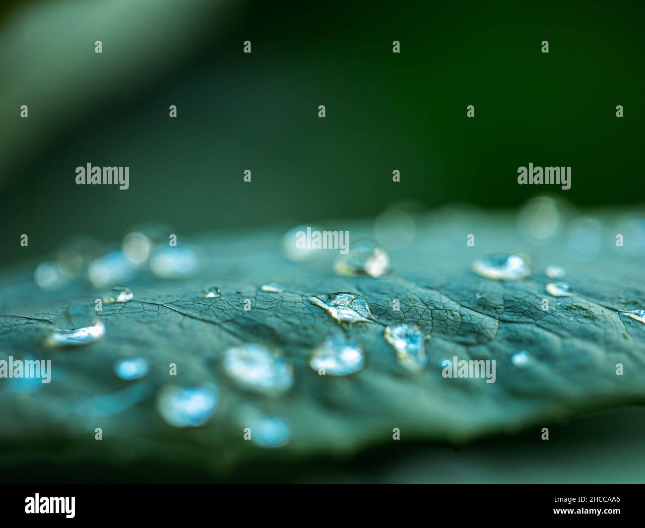 Mag Wasser auf grünem Blatt mit defokussieren selektiven Fokus Stockfoto