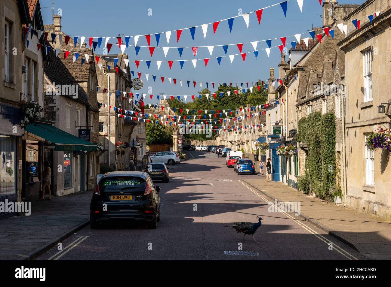 Ein Pfau überquert die Straße vor den traditionellen Geschäften und Häusern der Corsham High Street in Wiltshire, England. Stockfoto