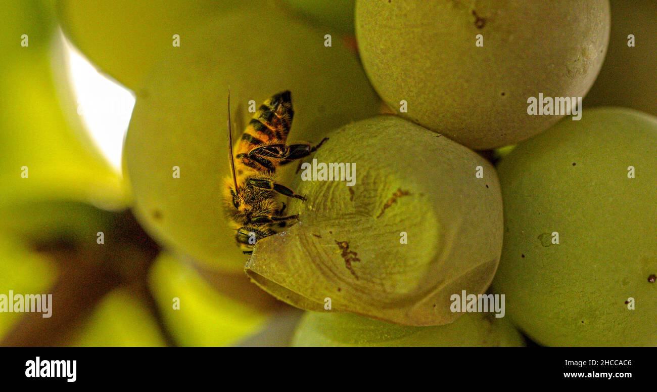 Die Bienenfütterung an einer Traube in der Nähe der Ernte entschärft selektiven Fokus Stockfoto