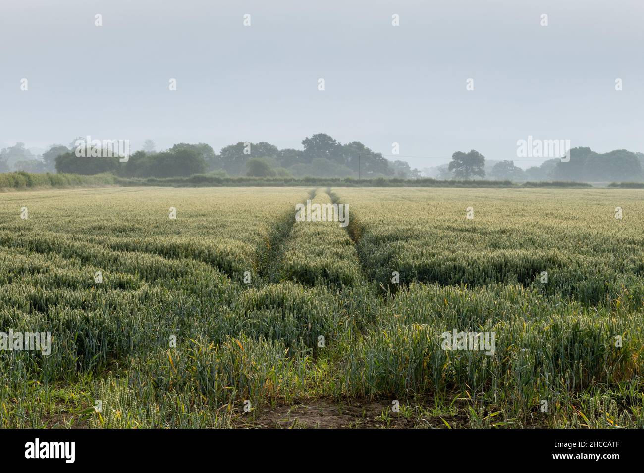 Weizen wächst auf Feldern in der Nähe von Motcombe in Dorset's landwirtschaftlichem Blackmore-Viertel. Stockfoto