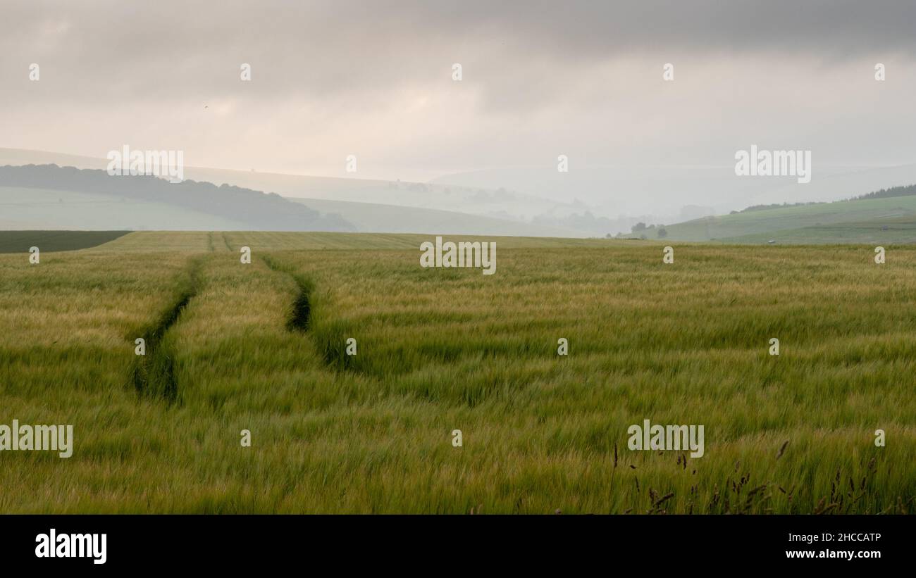 Felder mit Feldfrüchten und Weiden bedecken die hügelige Landschaft der West Wiltshire Downs in England. Stockfoto