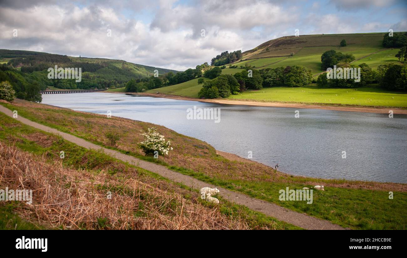Schafe weiden am Ufer des Ladybower Reservoir im Upper Derwent Valley von Derbyshire. Stockfoto