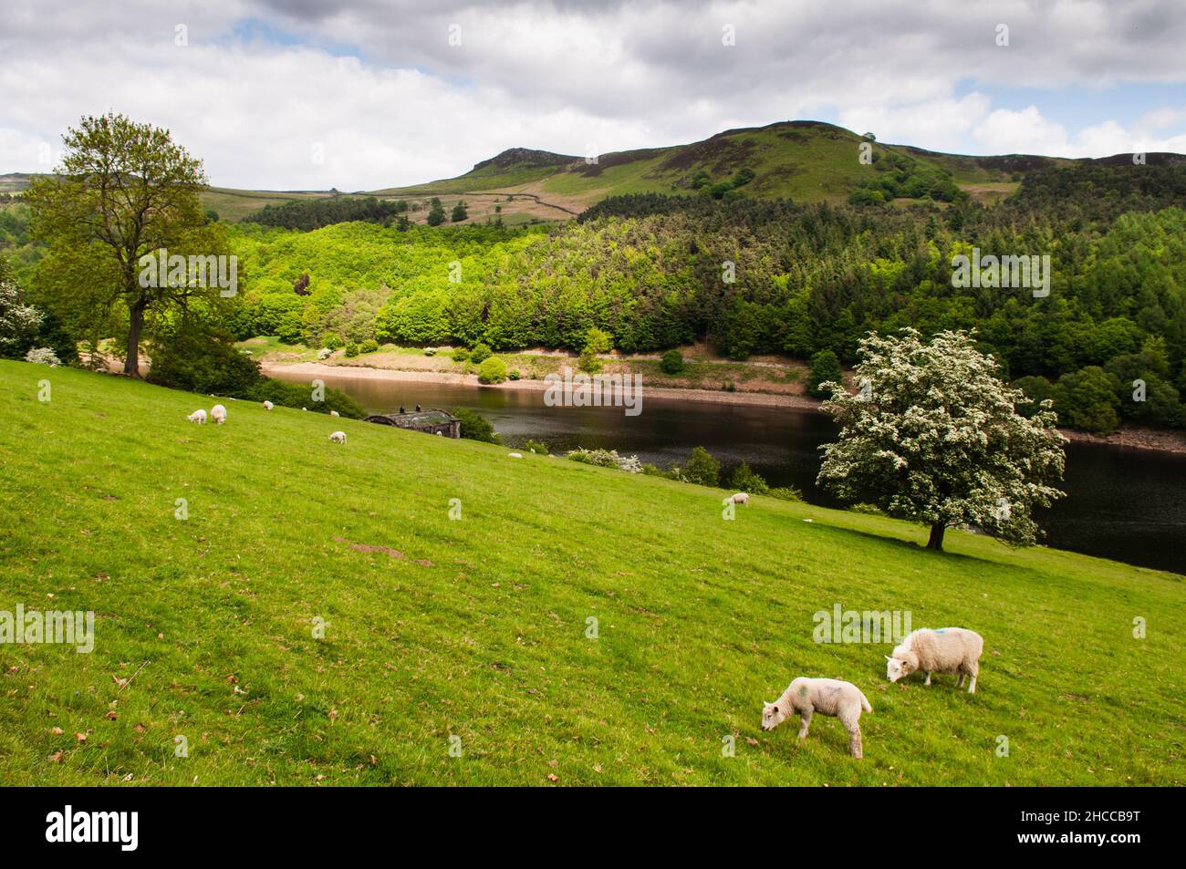 Schafe weiden auf der Weide neben dem Ladybower Reservoir unter den Hügeln des Peak District von Derbyshire. Stockfoto