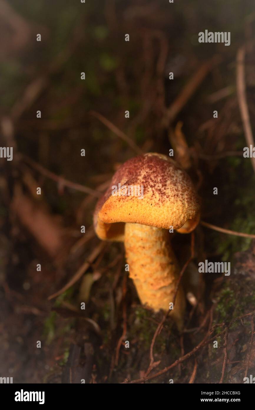 Die kleinen roten und gelben Pilze wachsen aus der Erde des Großen Waldes in Somerset Stockfoto