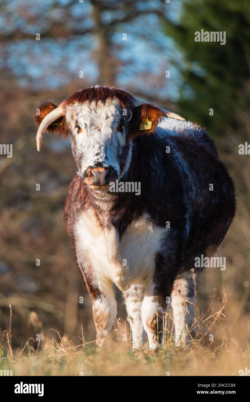 Wen siehst du an? Die langgehörnte Kuh in einem Norfolk-Feld starrt Passanten an Stockfoto