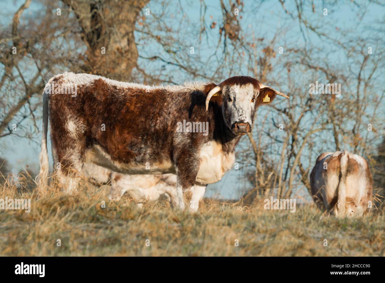 Auf einem Feld in Norfolk sieht die langgehörnte Kuh auf Stockfoto