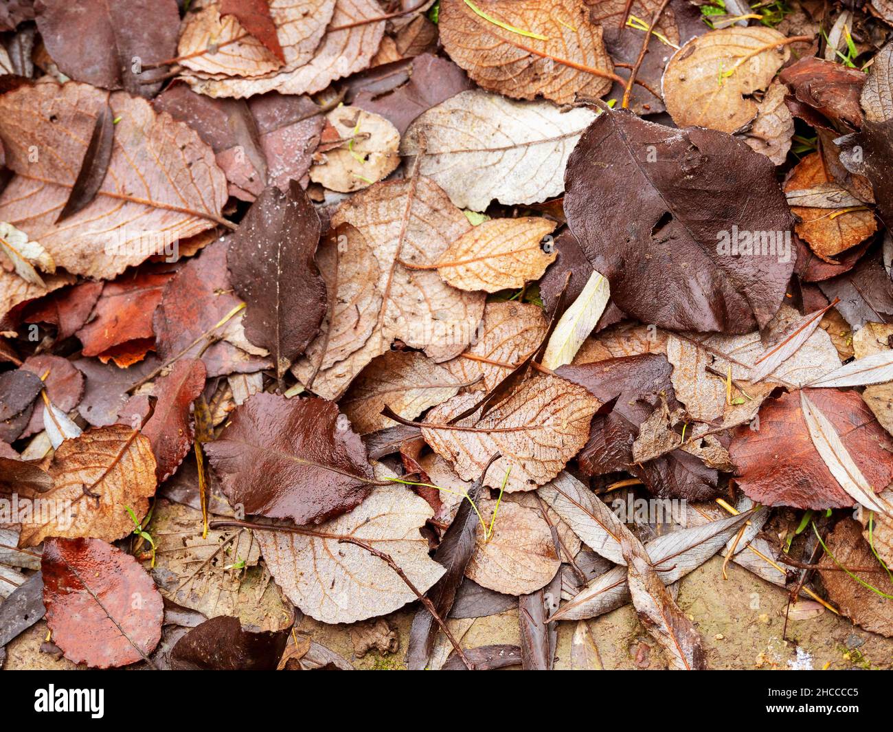 Der gefallene Winter hinterlässt auf dem Boden in einem Wald Stockfoto