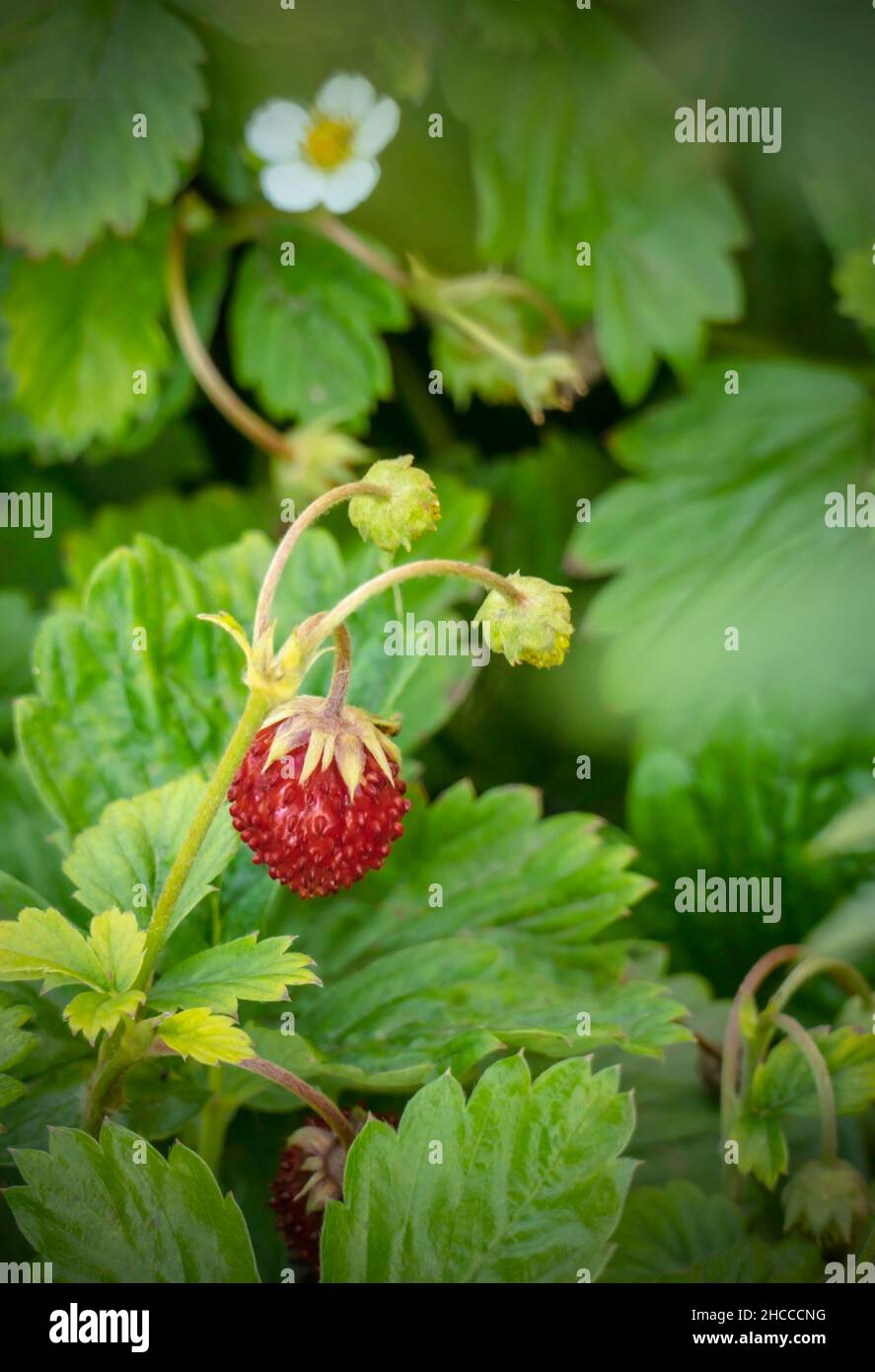 Blüte und Frucht von wilden Erdbeeren auf einem Sommerrasen Stockfoto