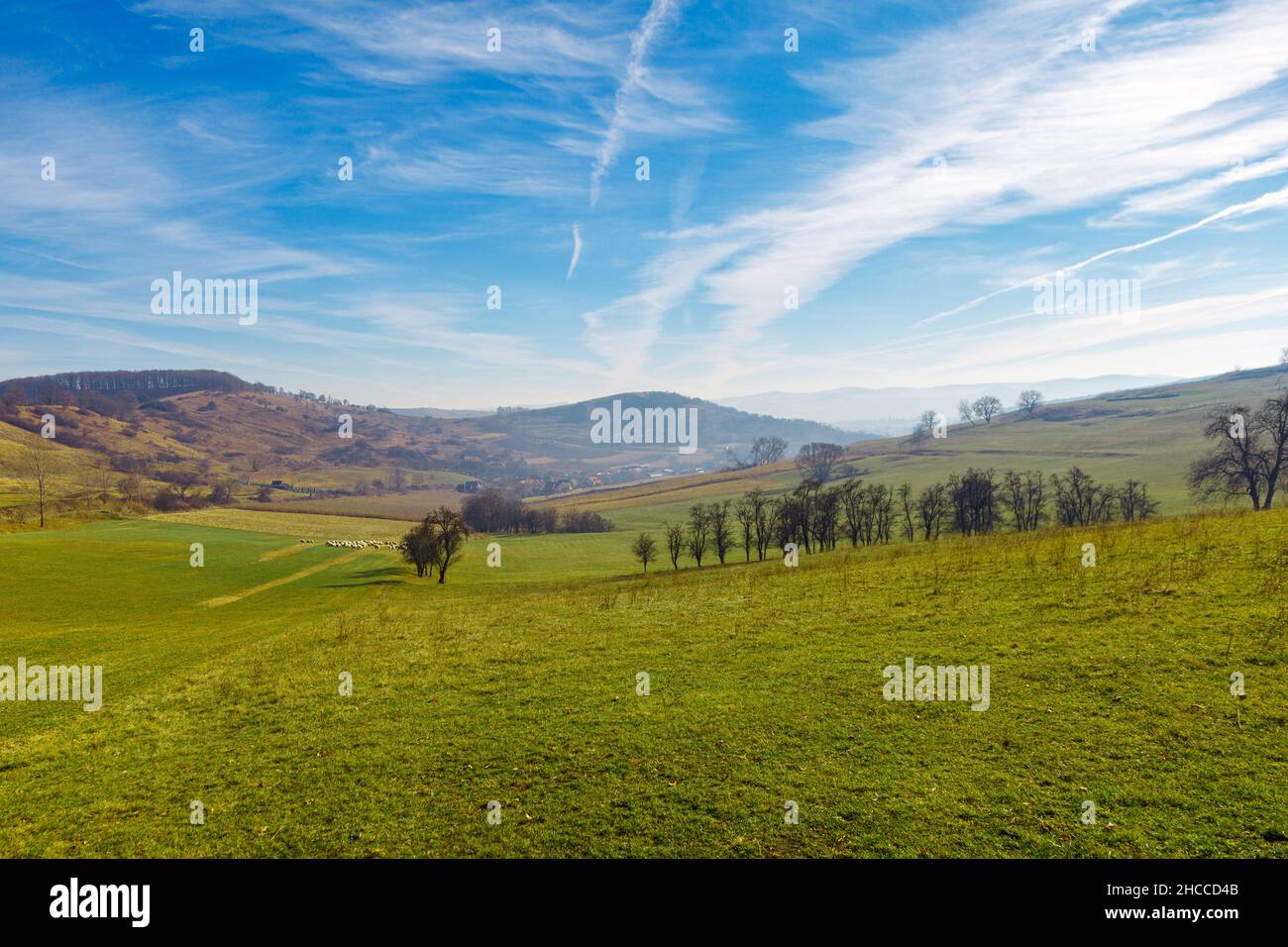 Schöne Aussicht auf frisches grünes Grasfeld mit Bergen im Hintergrund Stockfoto