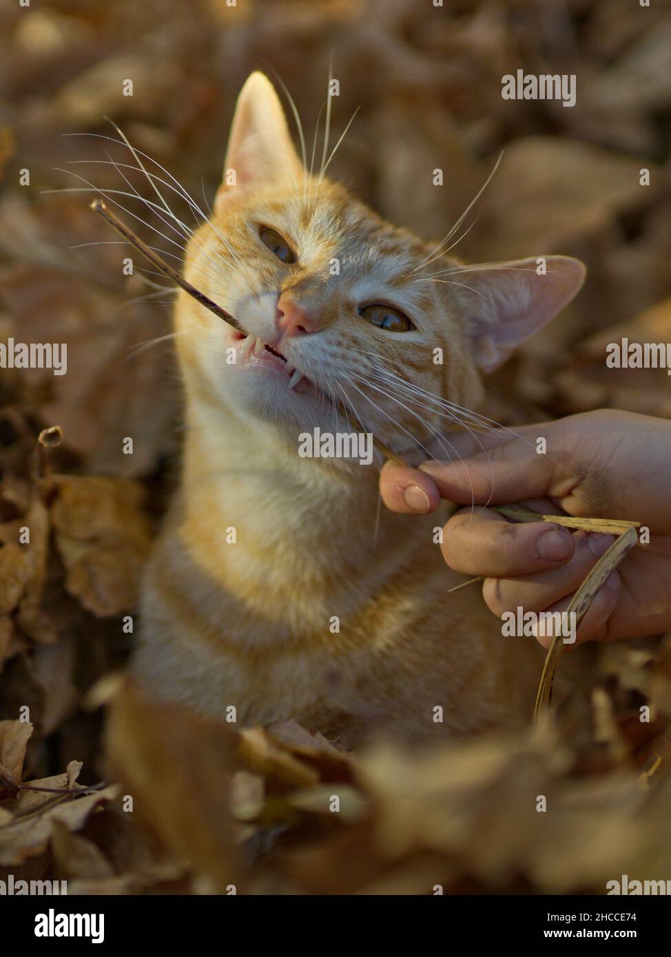 Vertikale Nahaufnahme der niedlichen Ingwerkatze im Herbstlaub. Stockfoto