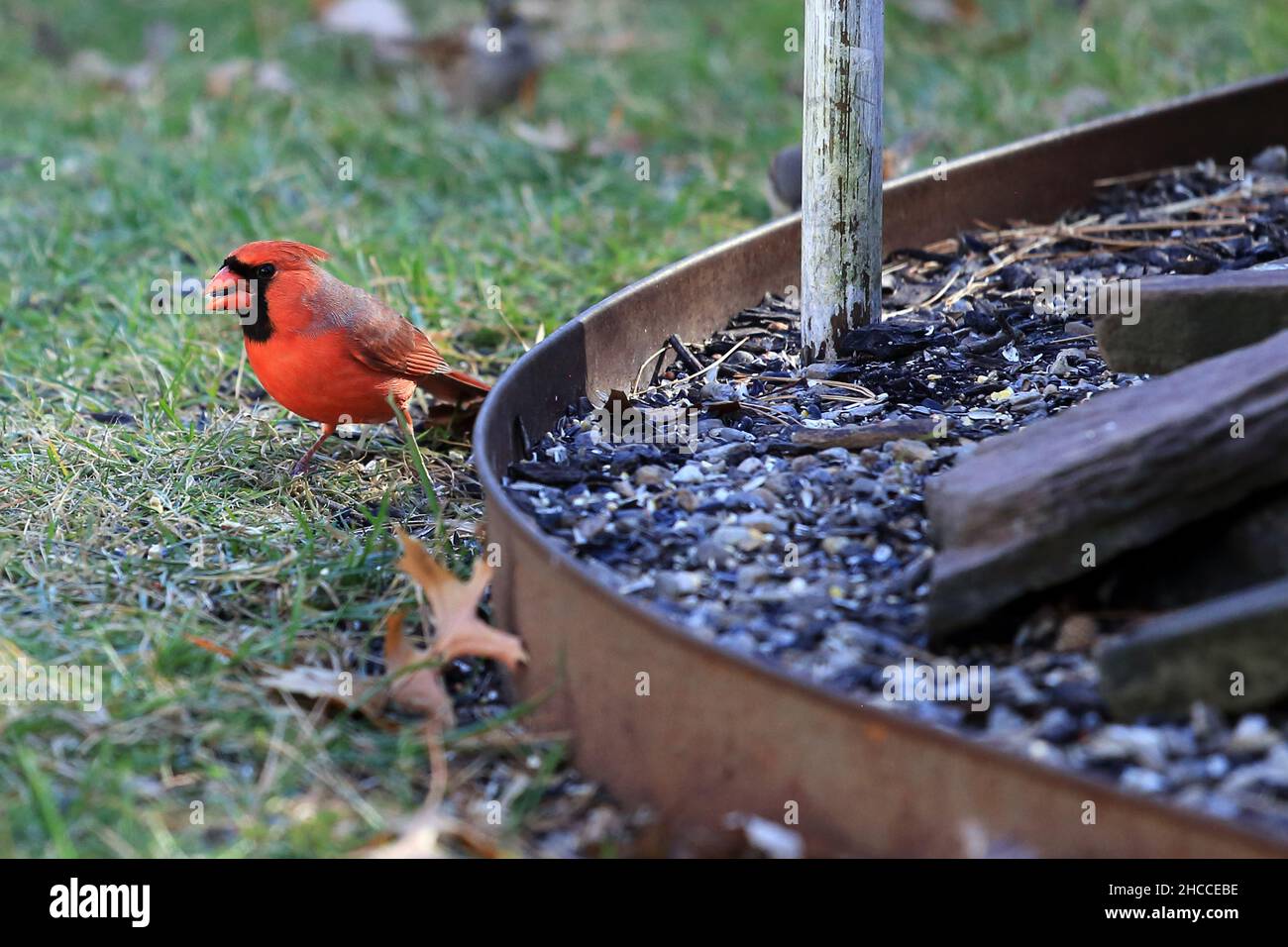 Cardinal Long Island New York Stockfoto