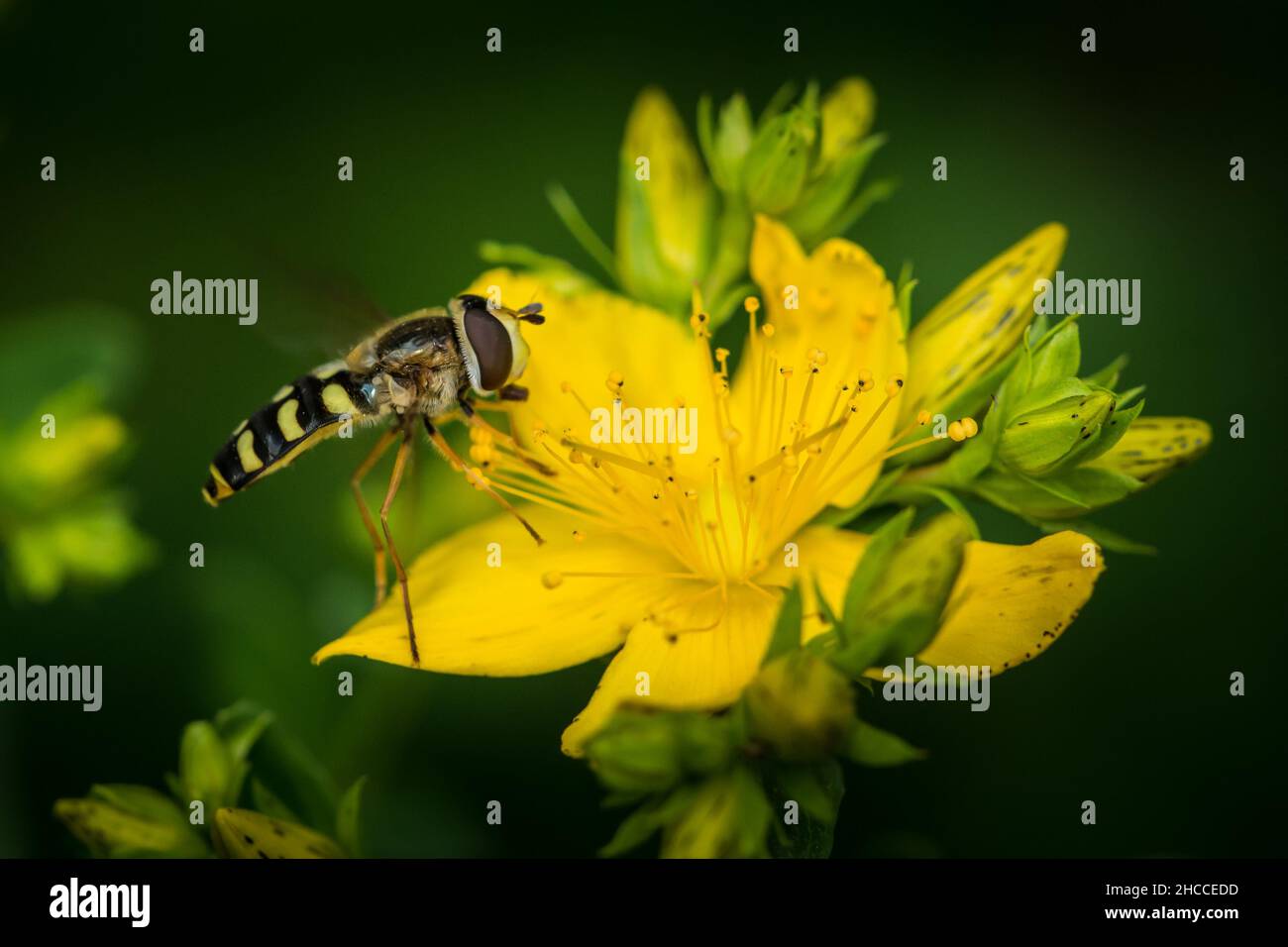 Pestřenka hrušňová (Scaeva pyrastri) sedí na žlutém lesním květu Stockfoto
