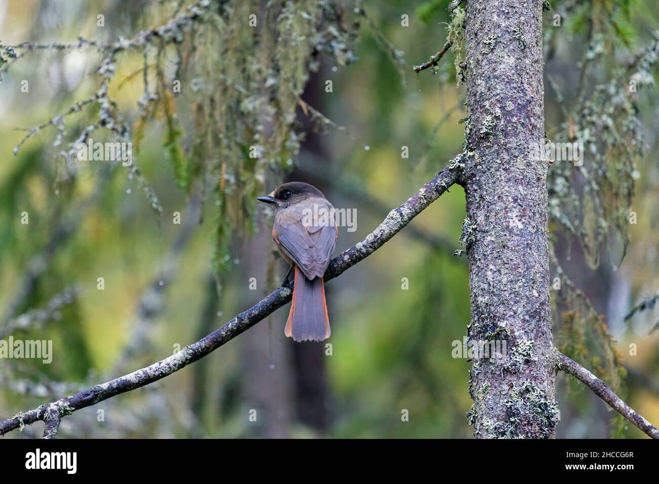 Sibirischer eichelhäher (Perisoreus infaustus / Corvus infaustus ) in Nadelbäumen im Herbstwald, Skandinavien Stockfoto