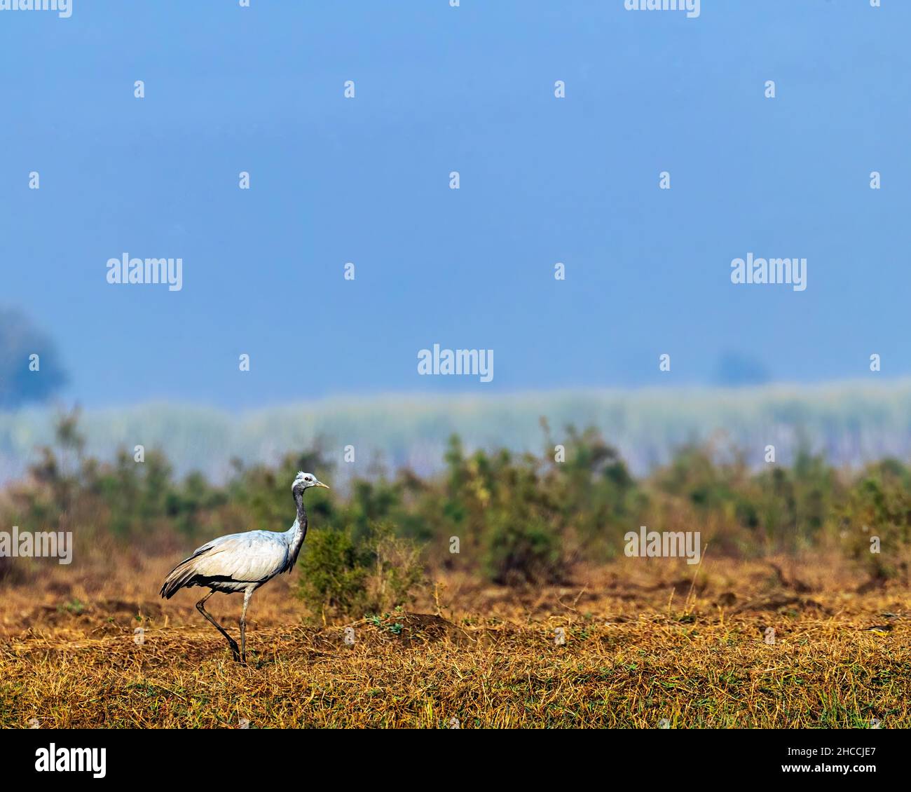 Ein Wohnkran im nassen Land gegen Himmel Stockfoto