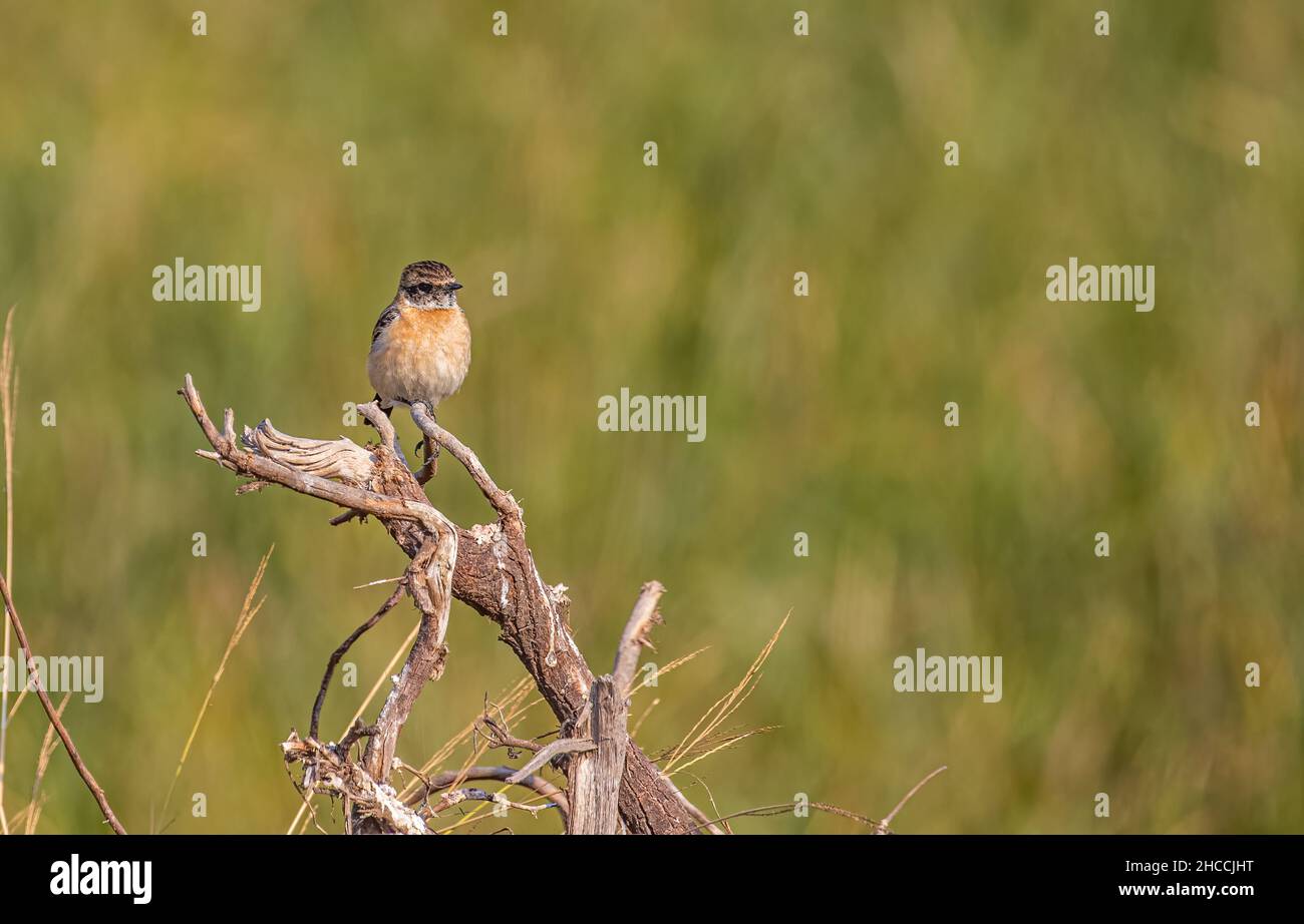 Ein Steingespräch, das auf einer Pflanze im grünen Hintergrund sitzt Stockfoto
