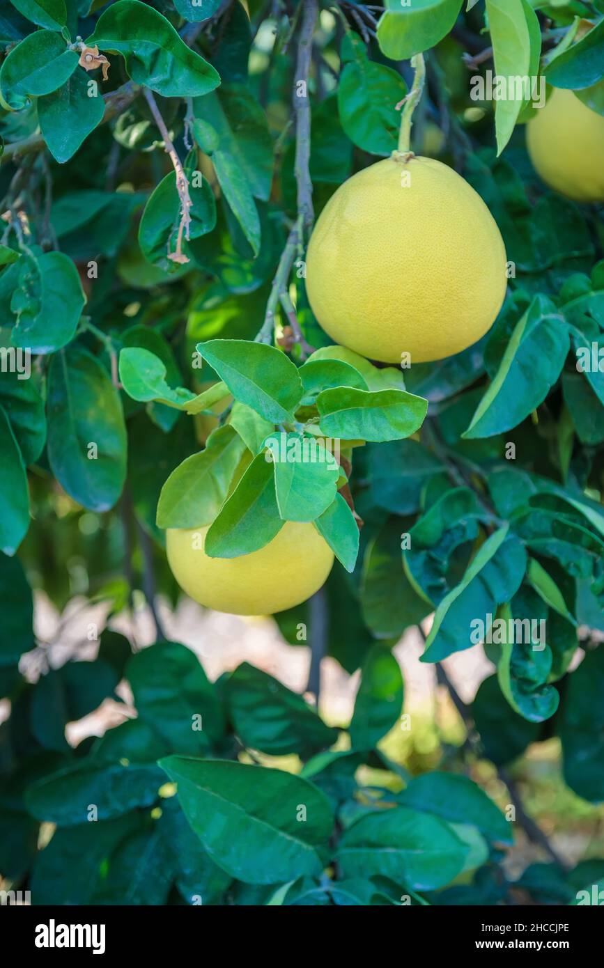 Reife Pomelofrüchte auf einem Ast mit üppigen Blättern, vertikaler Schuss Stockfoto