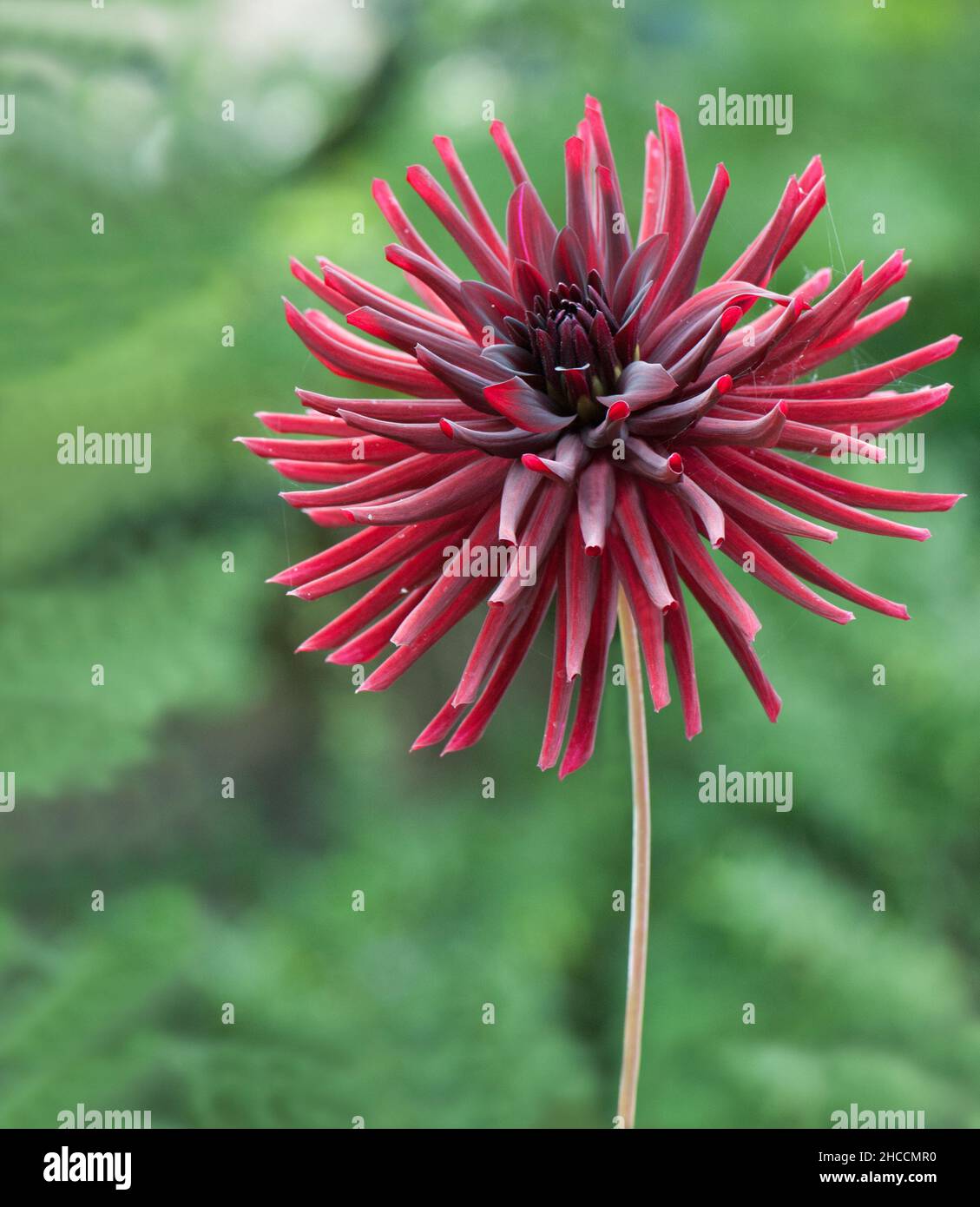 Wein - rote Dahlie 'Nuit d'Ete' Stockfoto