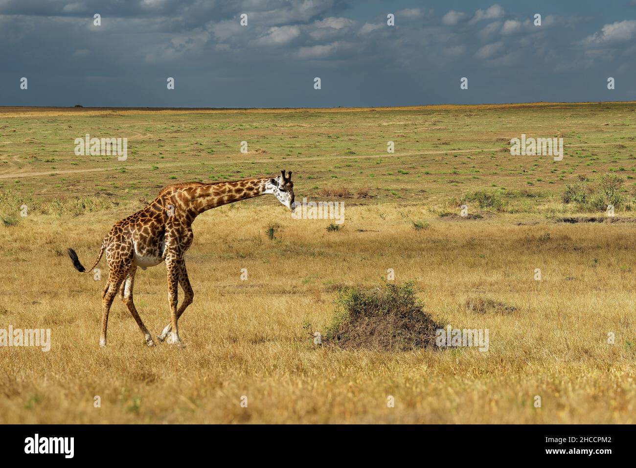 Masaai Giraffe - Giraffa tippelskirchi auch Maasai oder Kilimandscharo Giraffe, größte Giraffe, heimisch in Ostafrika, Kenia und Tansania, unverwechselbare irr Stockfoto