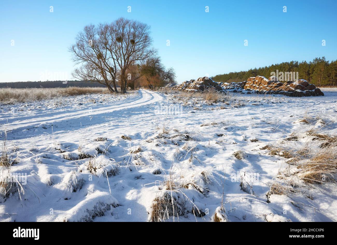 Schöne ländliche Winterlandschaft an einem sonnigen Tag. Stockfoto
