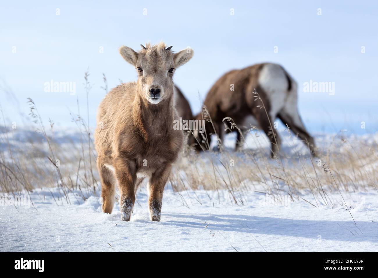 Das Dickhornschaflamm (Ovis canadensis) spaziert nach einem Wintersturm durch frischen Schnee im Badlands National Park, South Dakota, USA Stockfoto