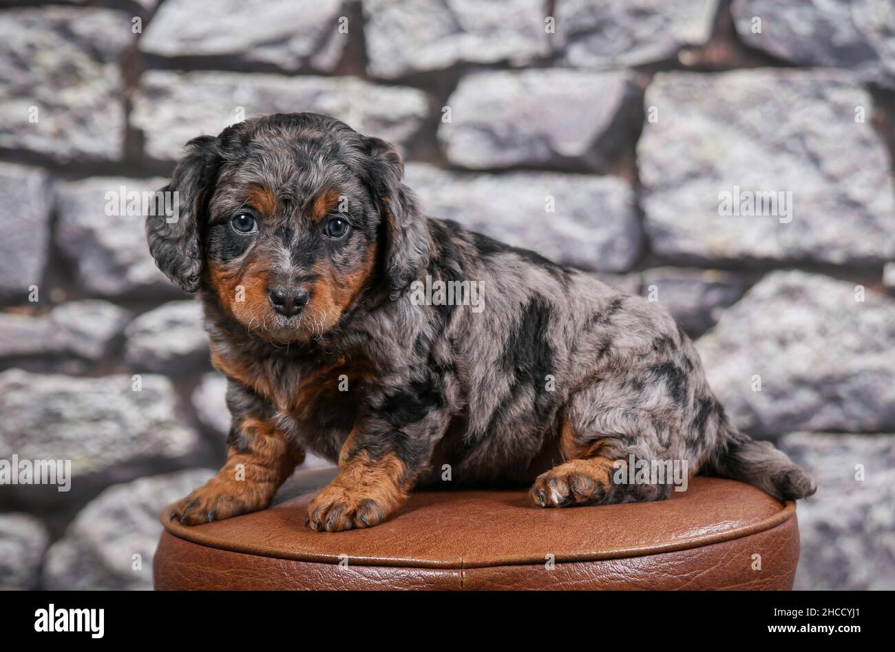Phantom Blue Merle F1B Tiny Bernedoodle Puppy auf Barhocker vor einer Steinwand sitzend Stockfoto