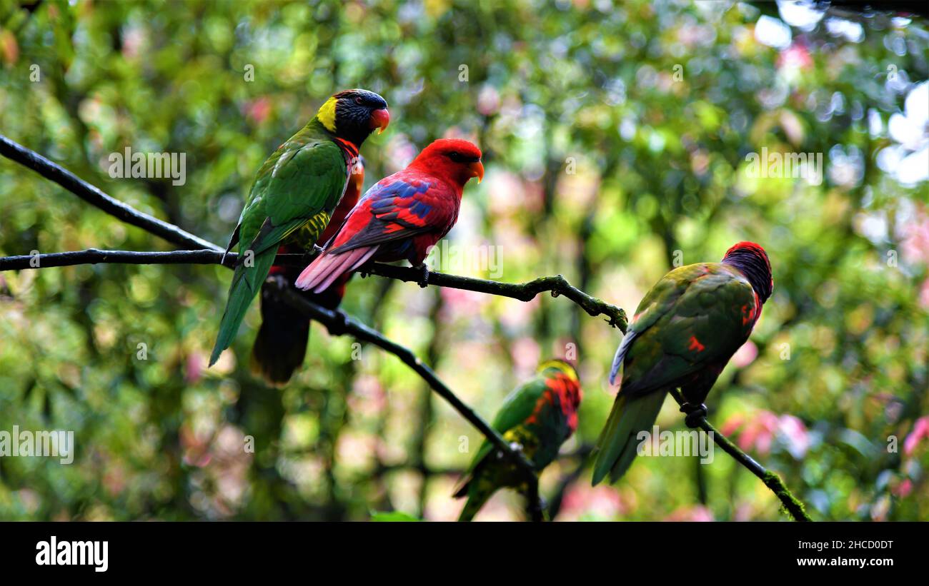 Gruppe von Lorius-Vögeln, die auf einem Baumzweig thront Stockfoto