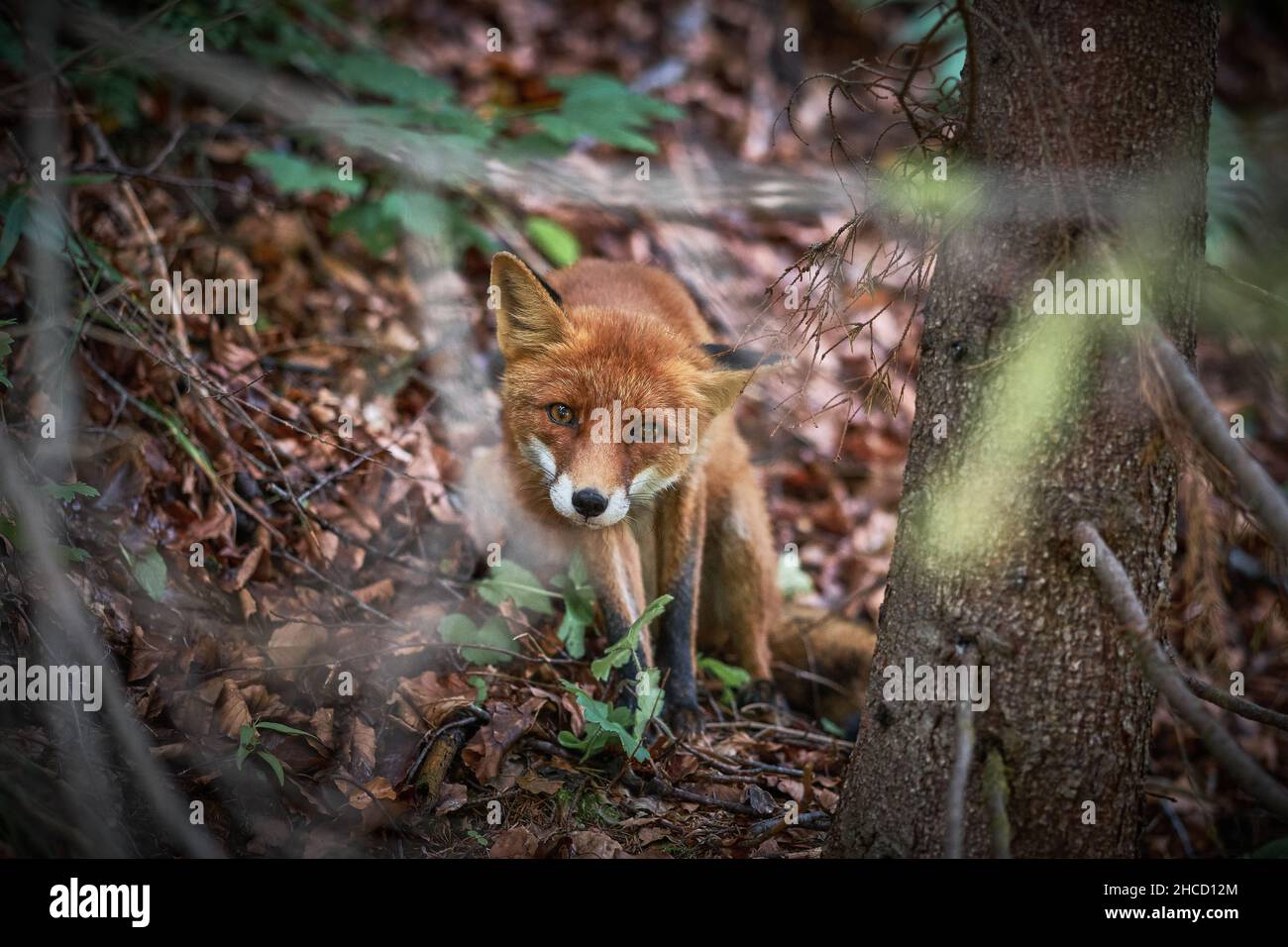 Nahaufnahme eines niedlichen kleinen orangen Fuchses, der auf trockenen Blättern im Wald steht und die Kamera anschaut Stockfoto