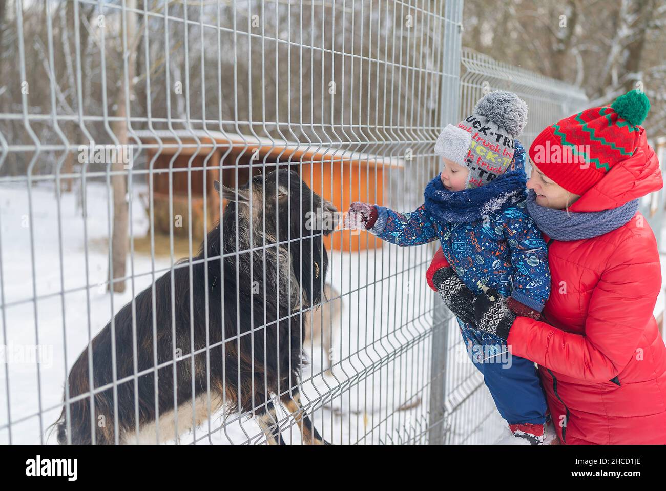 Kleiner Junge und Mutter füttern das Ziegenbaby im Zoo Stockfoto