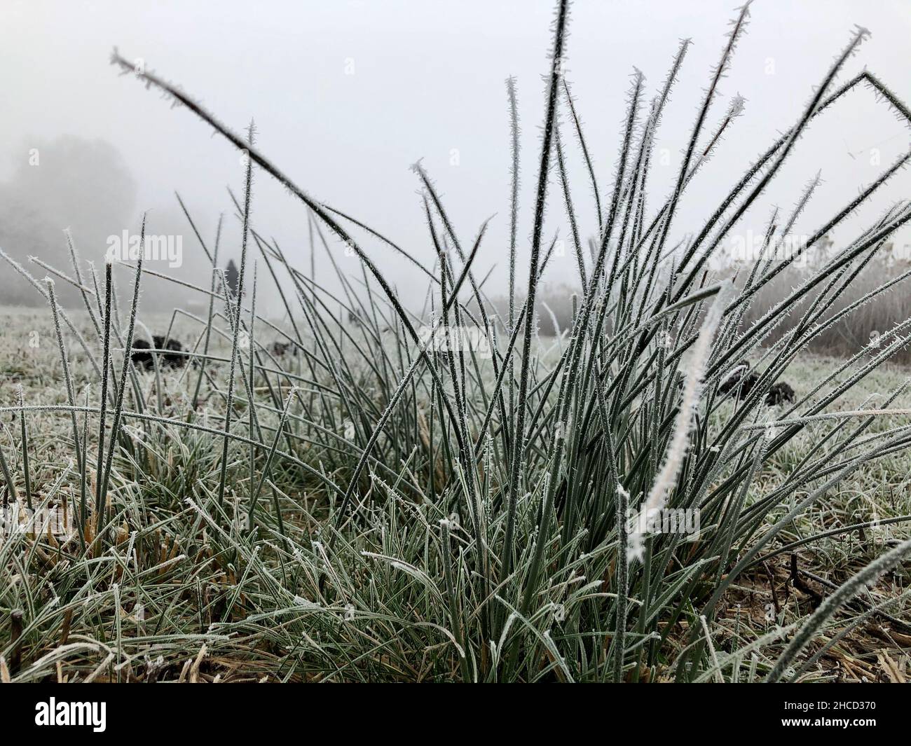 Nahaufnahme einer Pflanze mit Tau und Frost auf dem Feld Stockfoto