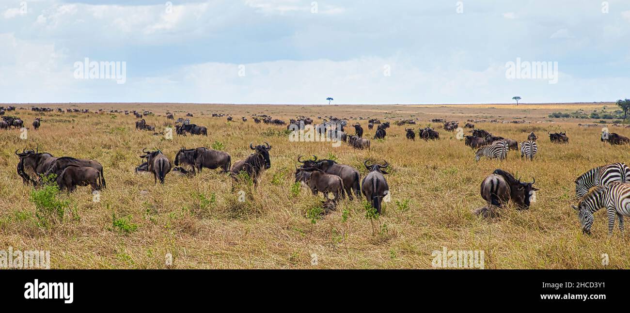 Blauer Gnus, Connochaetes taurinus und Flachzebra, Equus quagga, wandern durch das Maasai Mara National Reserve in Kenia. Stockfoto