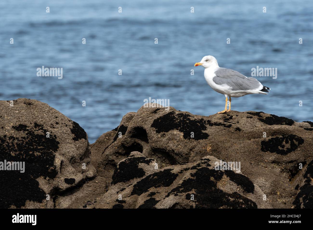 Gelbbeinige Möwe (Larus michahellis) auf den Felsen mit dem Atlantischen Ozean im Hintergrund Stockfoto