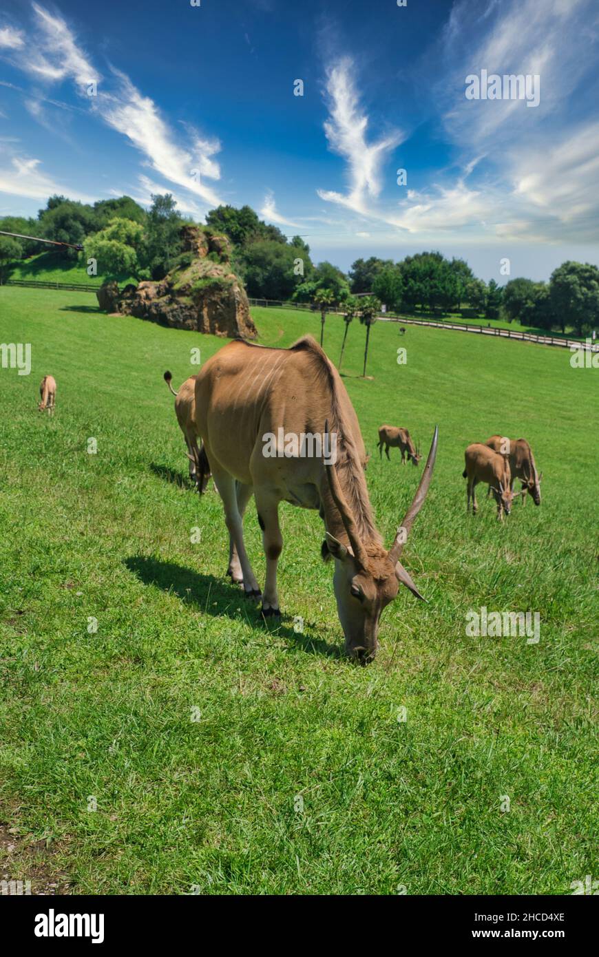 Herde of Common Elands grast auf einem Feld in Cabarceno, Kantabrien, Spanien Stockfoto