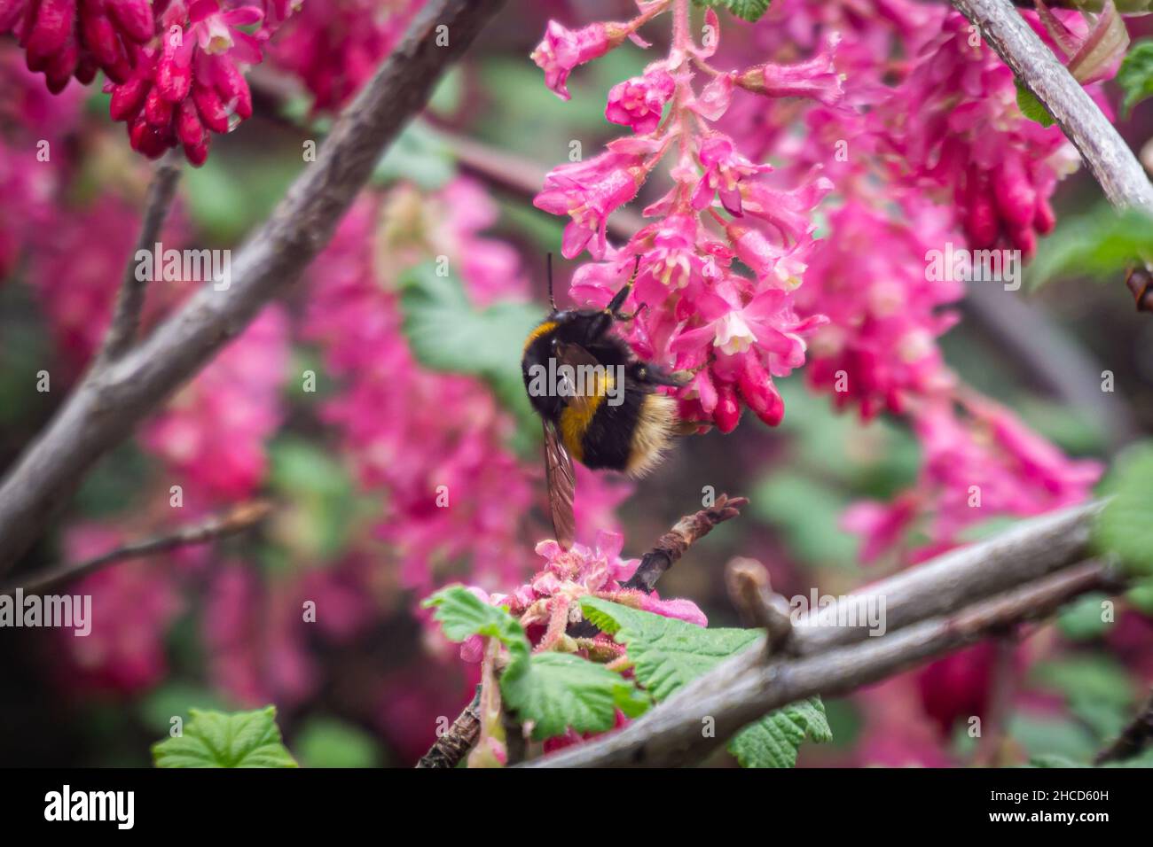 Bumble Bee auf einer rosa Blume in Neuseeland Stockfoto