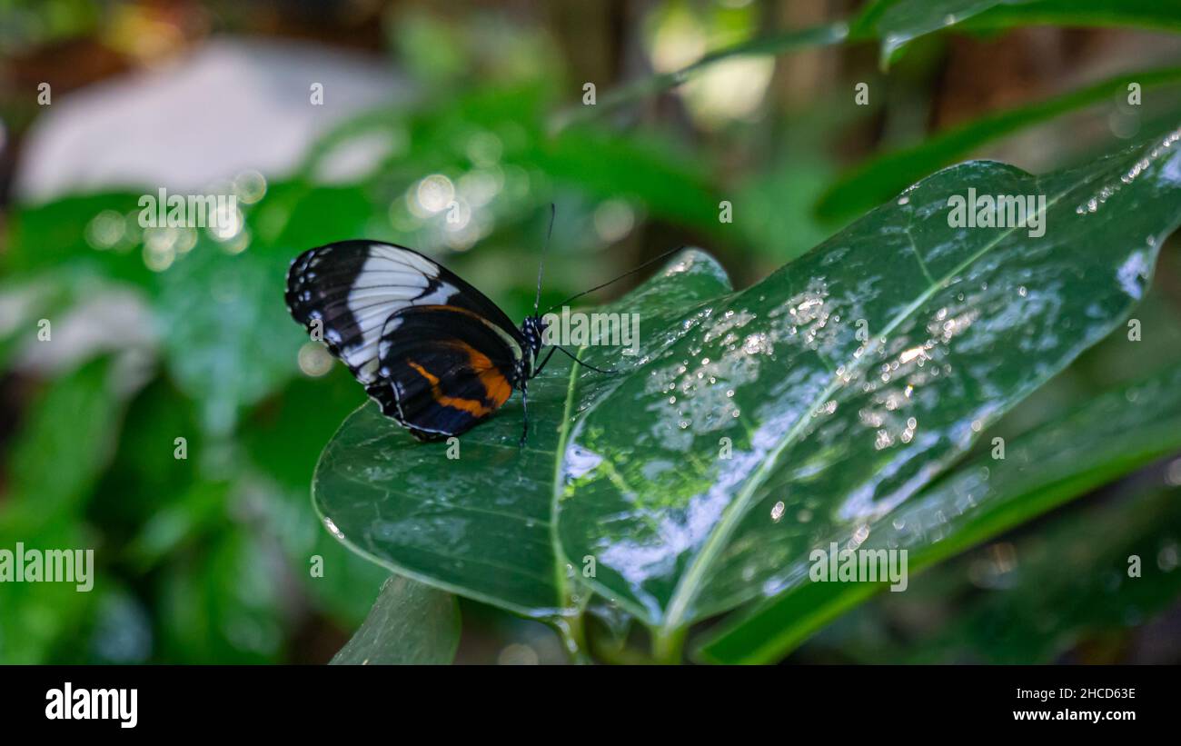 Weißer Admiral Butterfly auf einem grünen Blatt Stockfoto